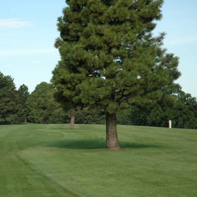 Elmwood Golf Course (Executive)