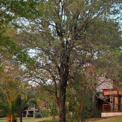 Mowana Safari Lodge & Spa - Chobe Golf Club