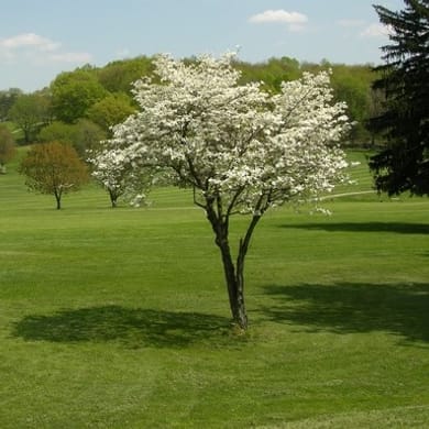 North Park Golf Course