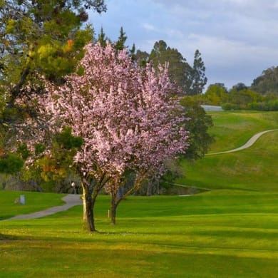 Healdsburg Golf Club at Tayman Park
