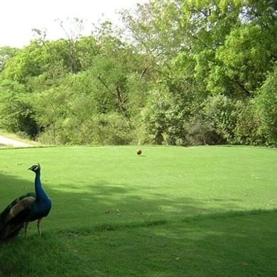 Delhi Golf Club (Peacock)