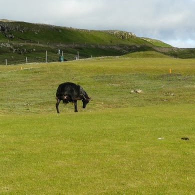 Tórshavnar Golffelag