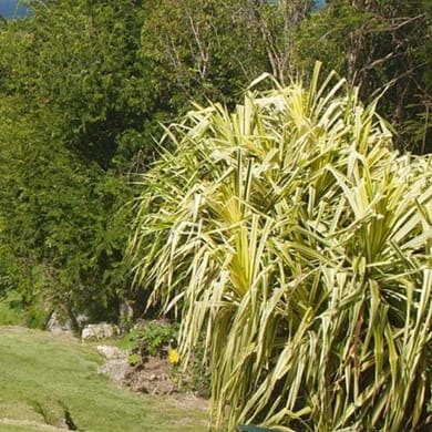 Sandy Lane Resort (The Old Nine)