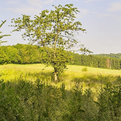 Golf Saint Apollinaire (Fruit Garden)