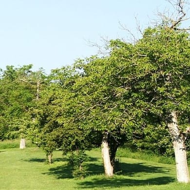 Golf Club Molitorov U Prahy