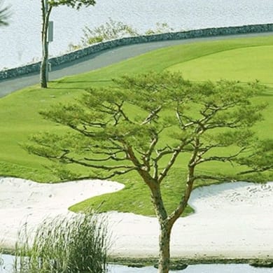 All'Day Imperial Lake