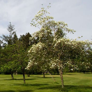 The Park Golf Course at Crown Isle
