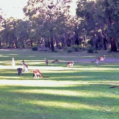 Pickering Brook Golf Club