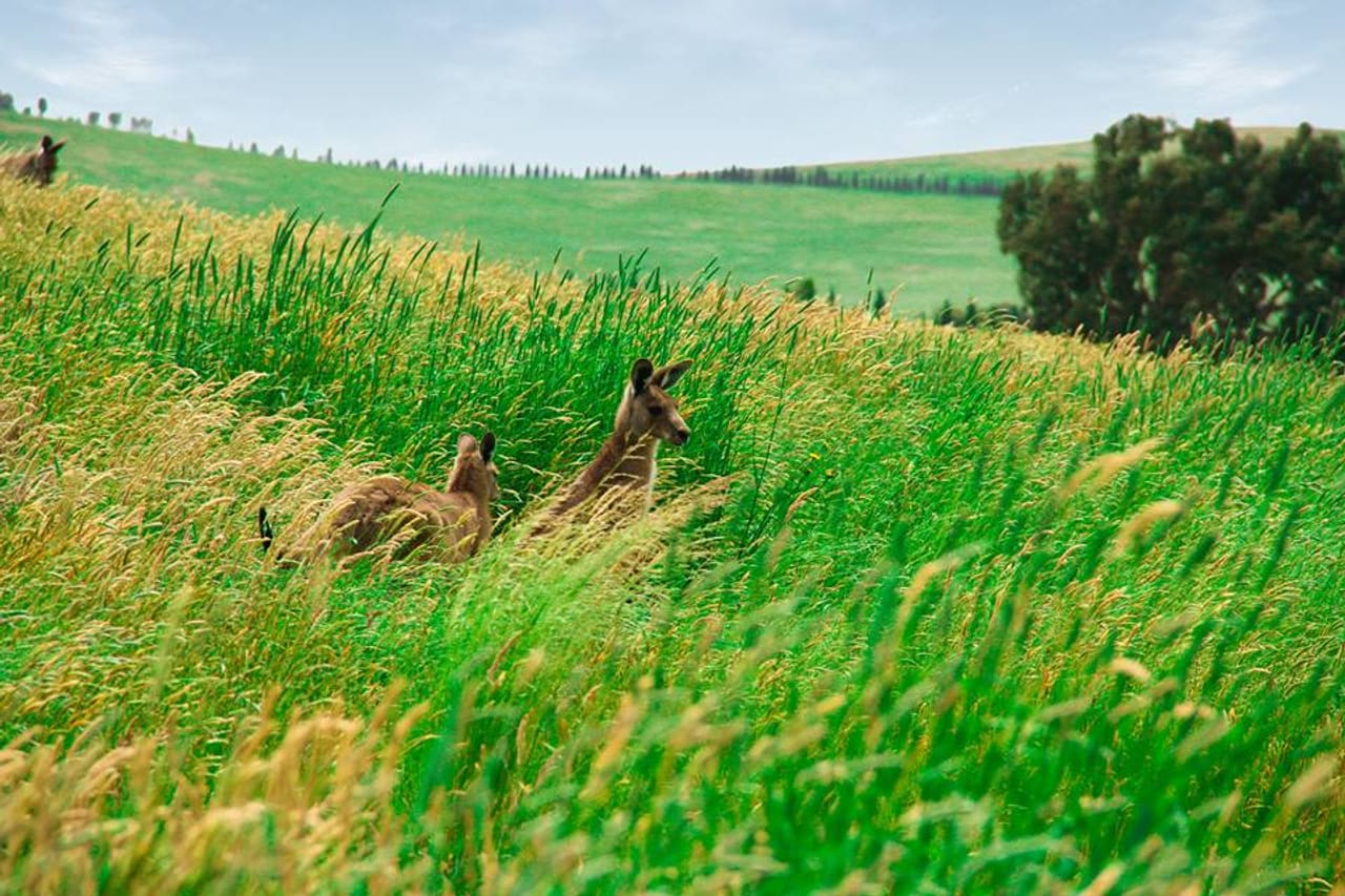 Growling Frog Golf Course