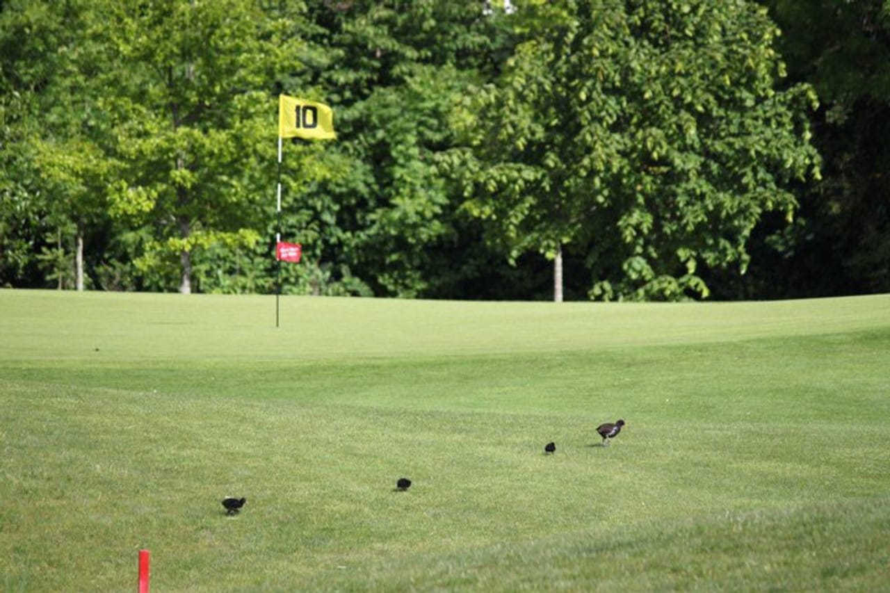 Edmondstown Golf Club