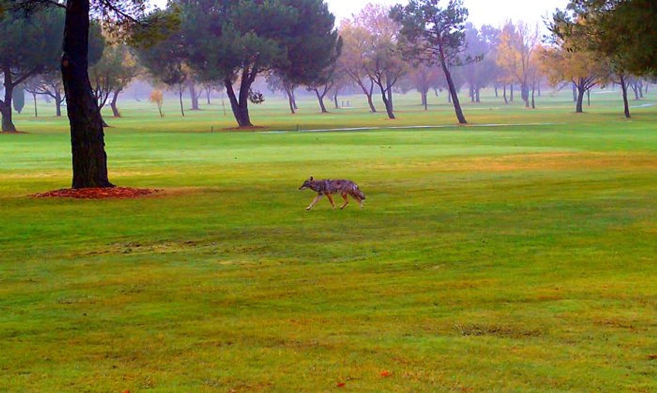 Diablo Creek Golf Course
