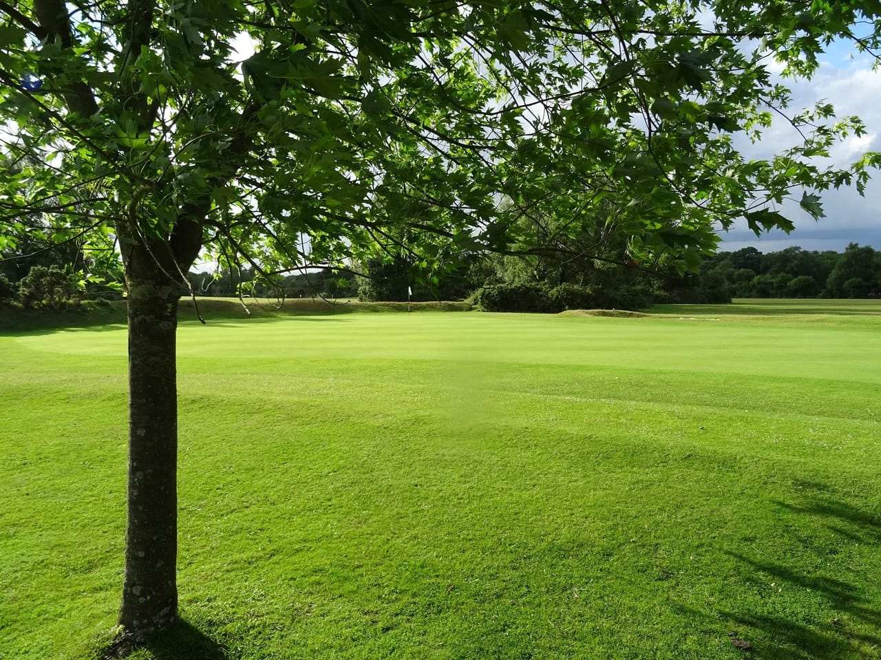 New Forest Golf Club