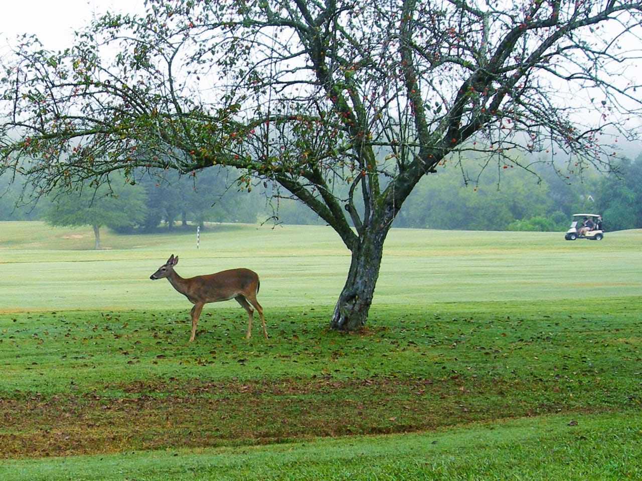 Baneberry Golf & Resort