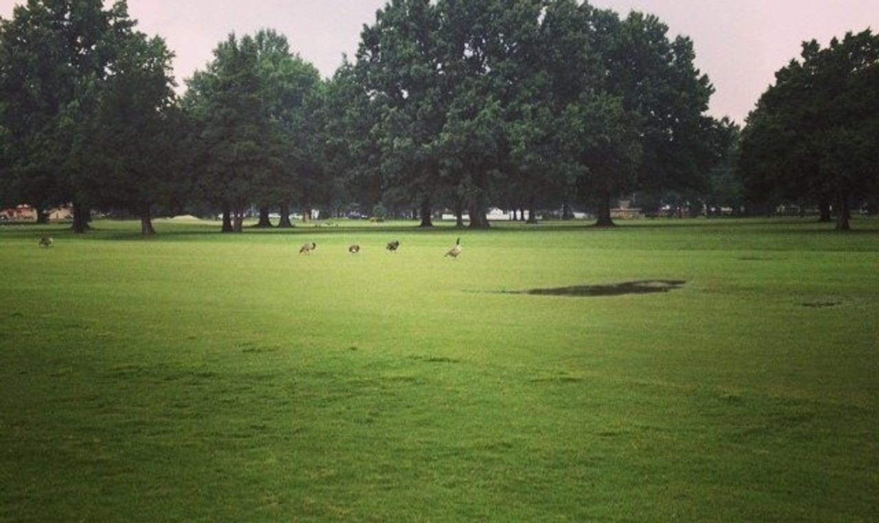 Fox Meadows Golf Course