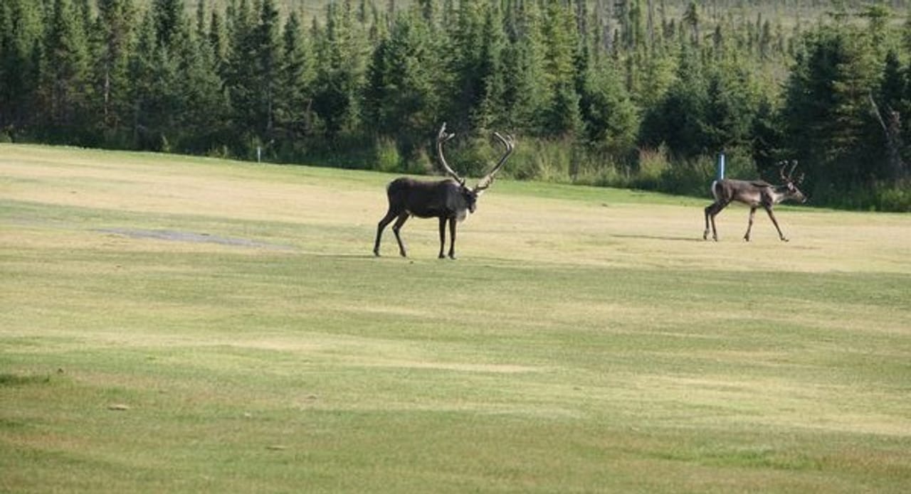 Kenai Golf Course