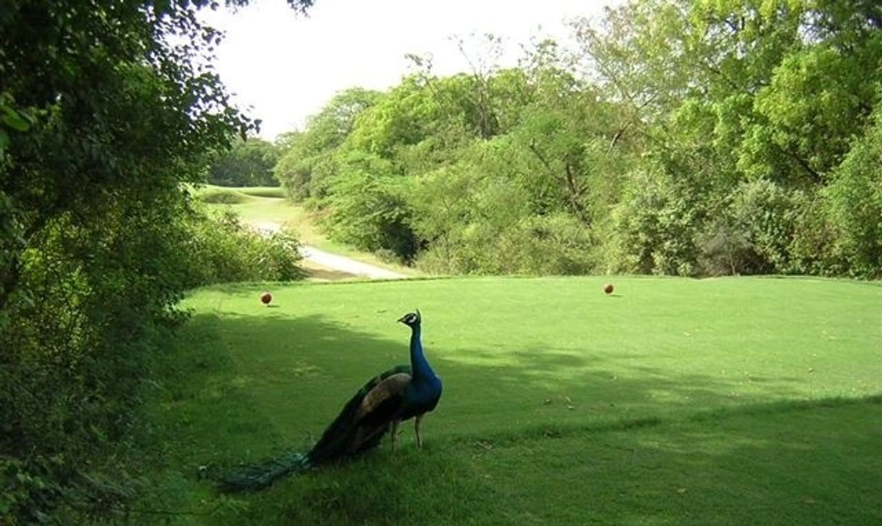 Delhi Golf Club (Peacock)