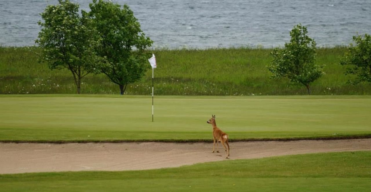 Golfklubben Lillebælt