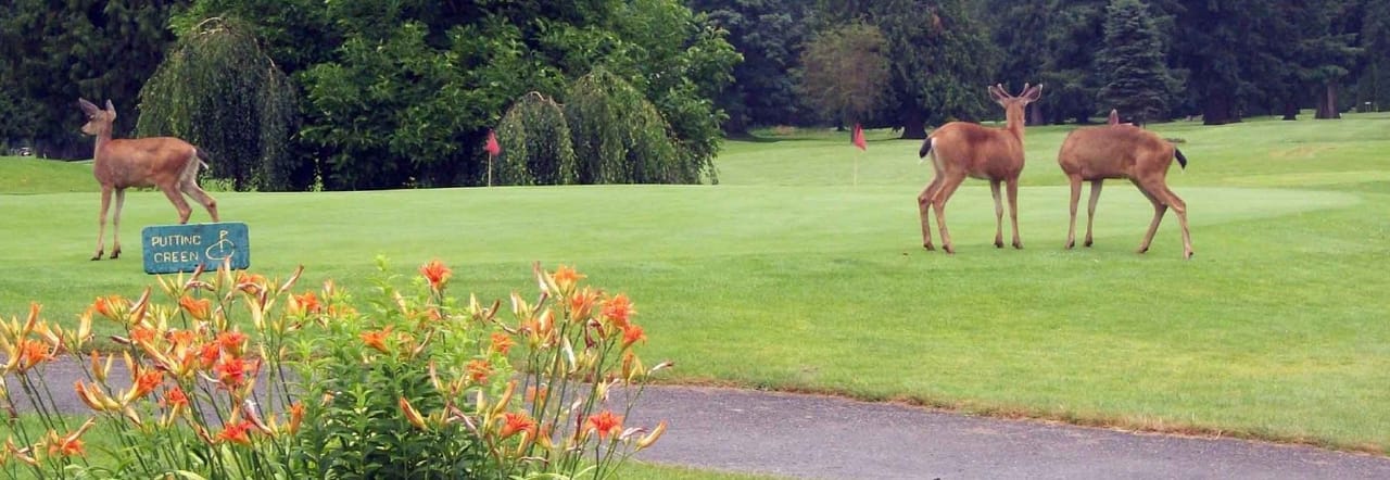 Meadowlands Golf & Country Club