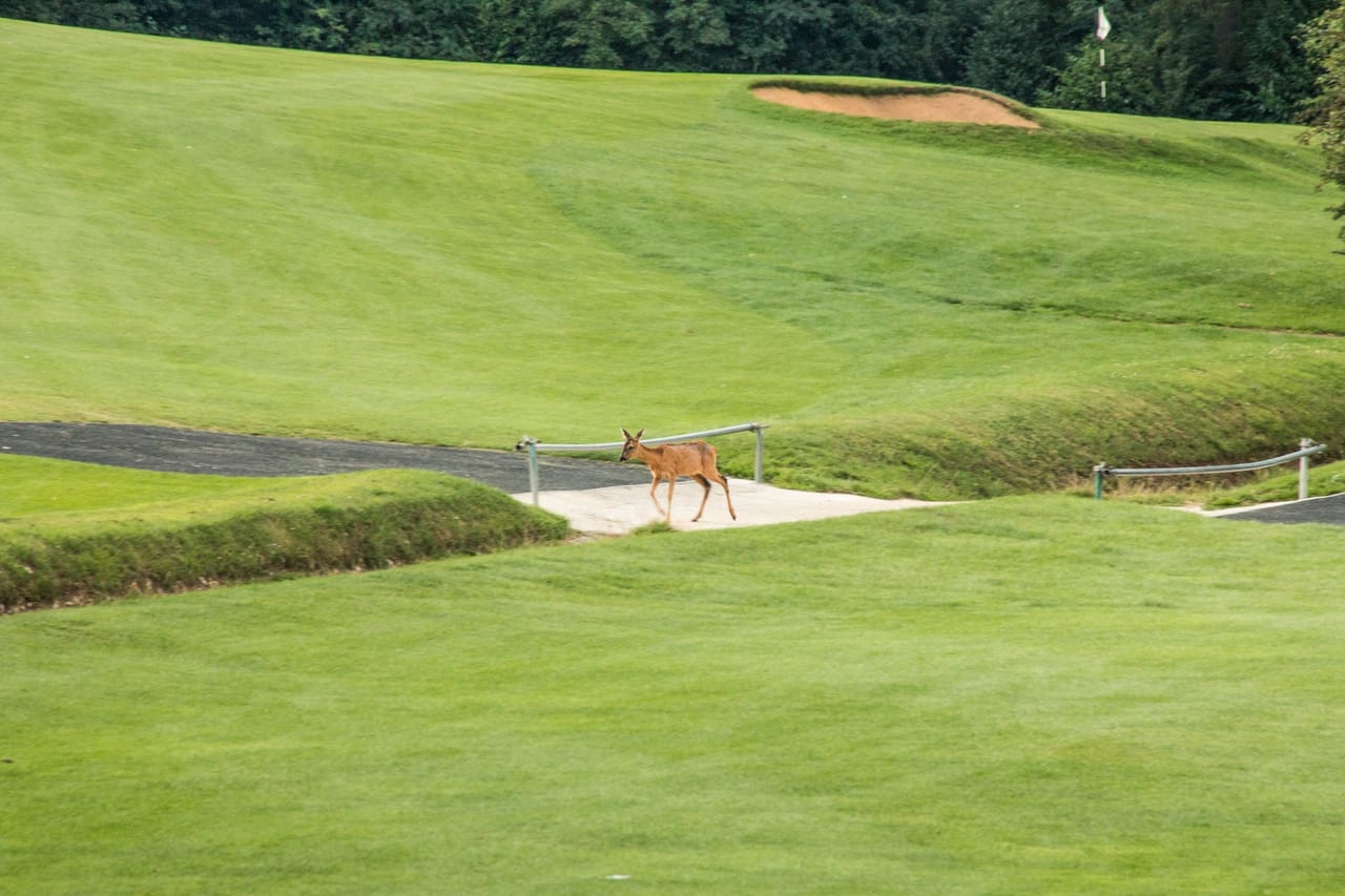 North Downs Golf Club