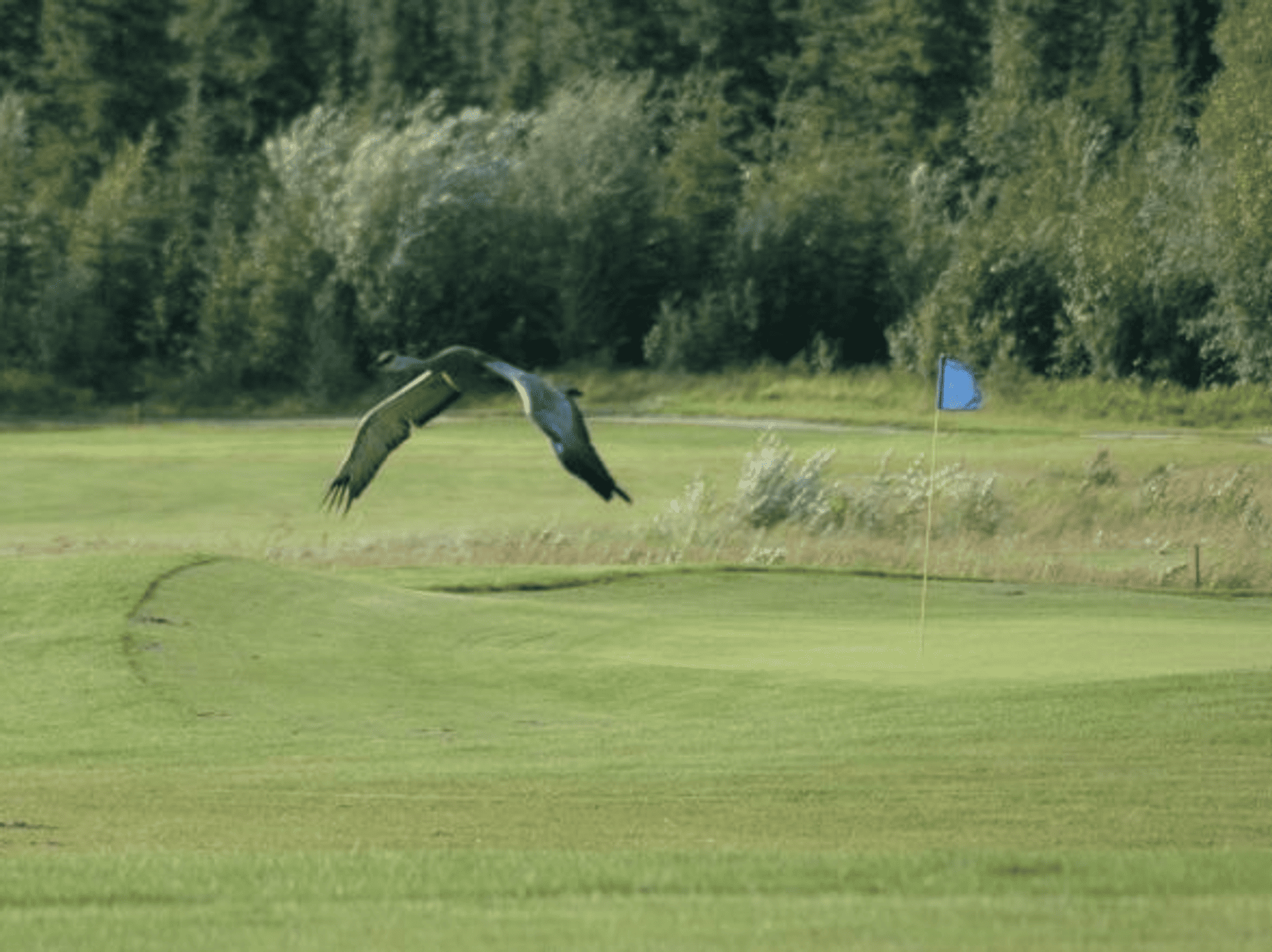 North Star Golf Club