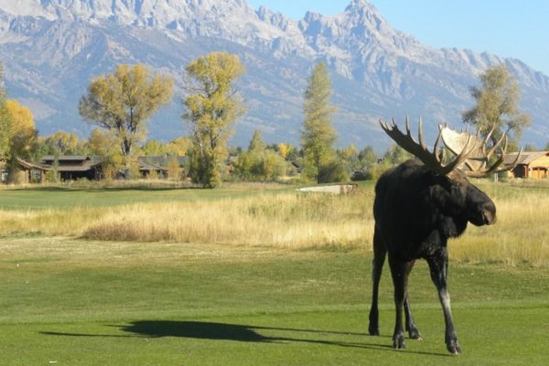 Jackson Hole Golf