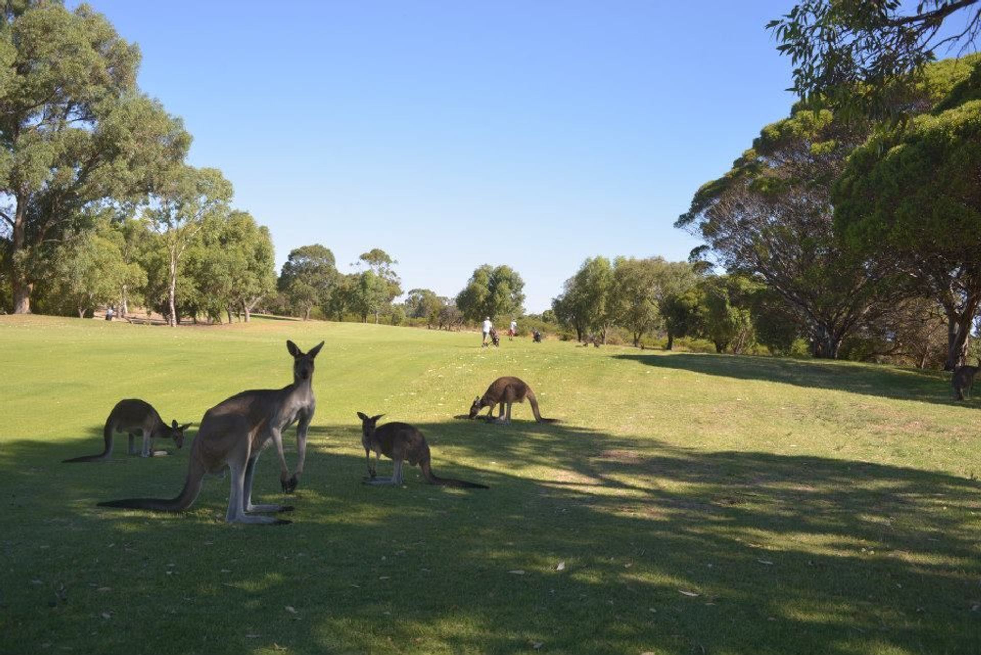 Rockingham Golf Club