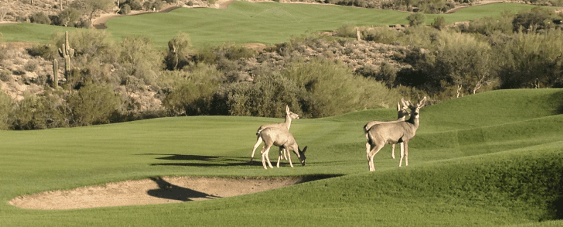Gold Canyon Golf Resort (Dinosaur Mountain)