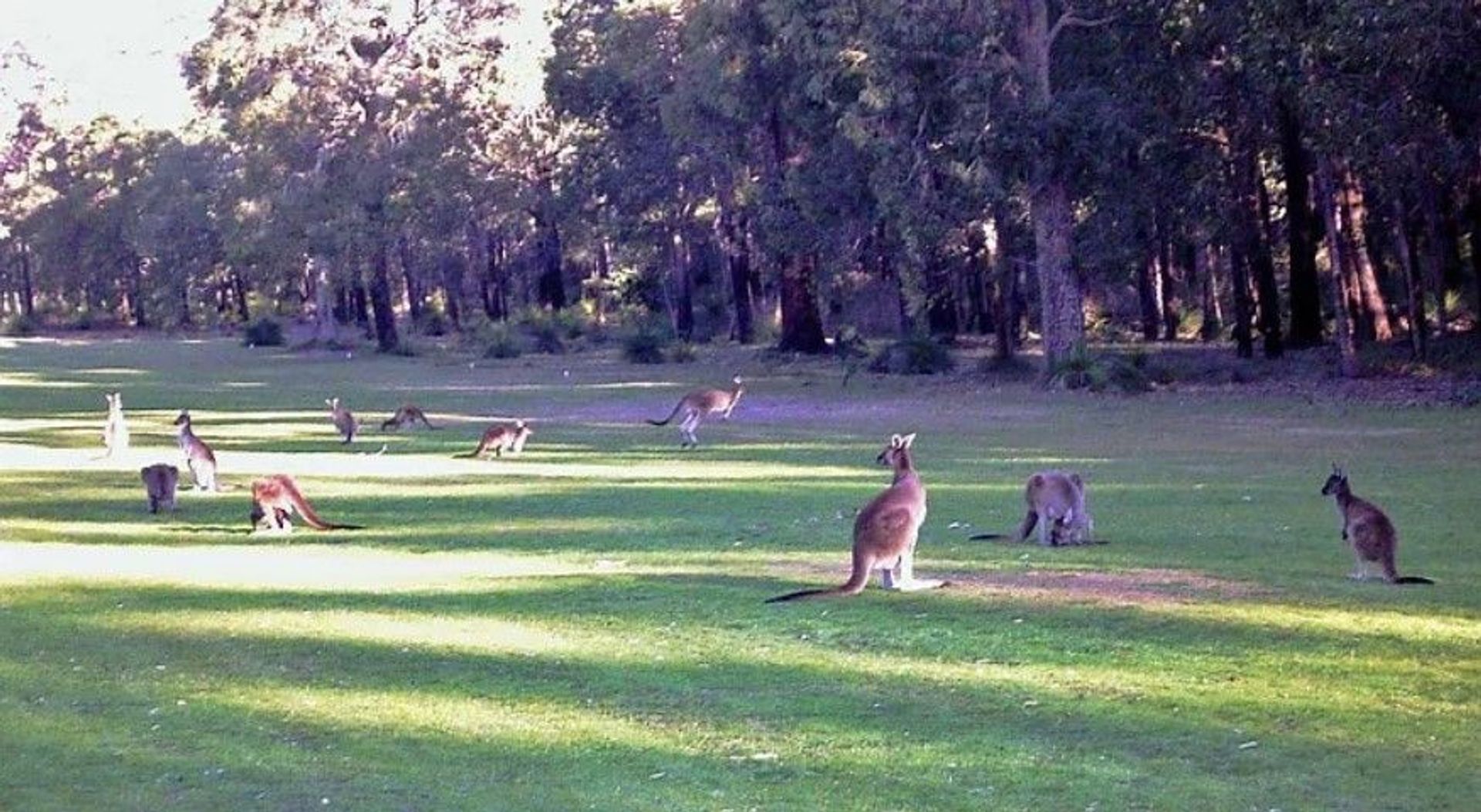 Pickering Brook Golf Club