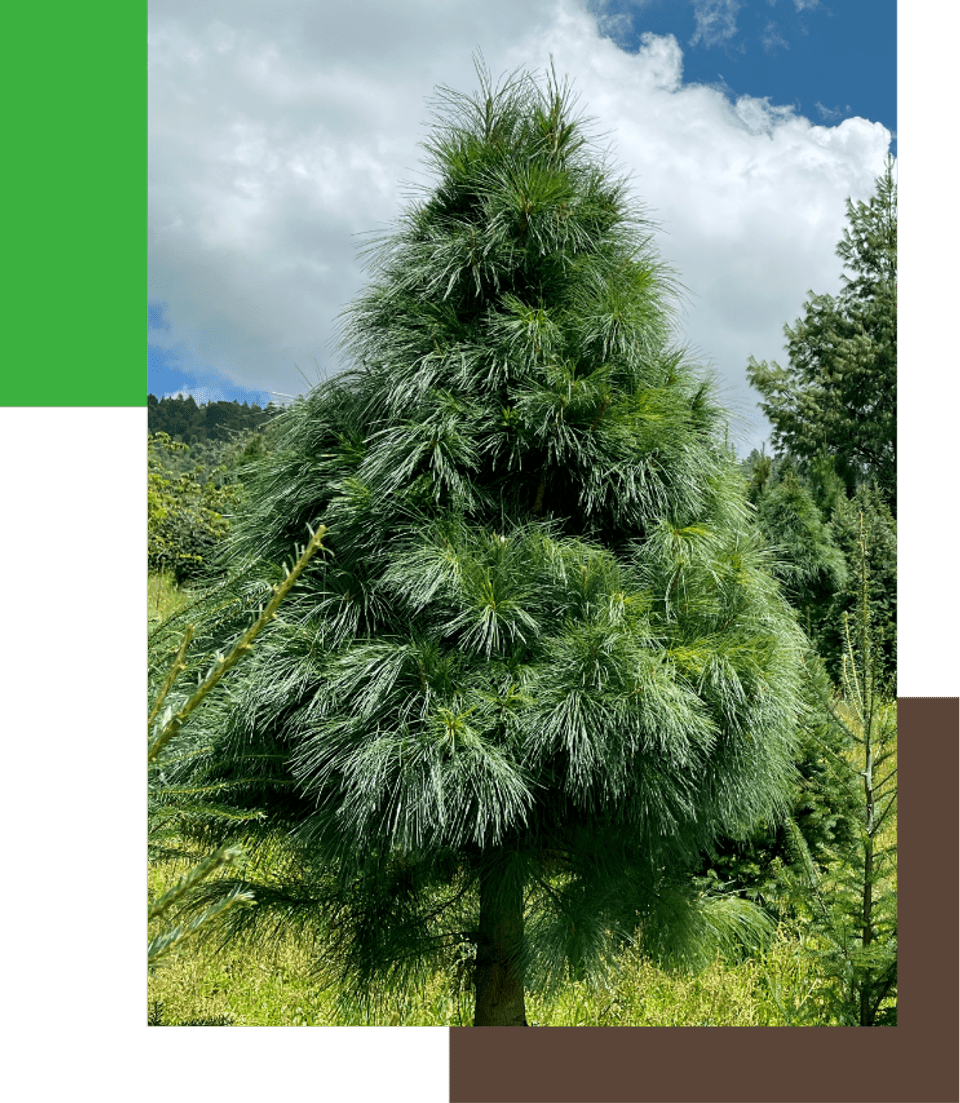 arboles-de-navidad-naturales