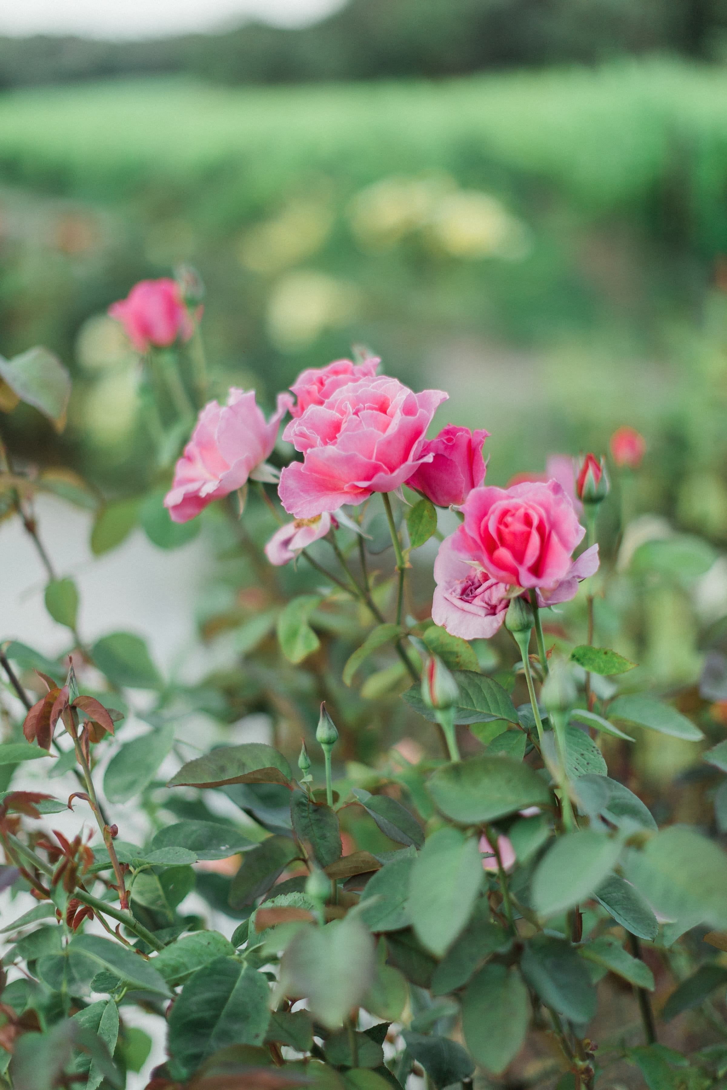 Béa & Alexandre / Mariage 38