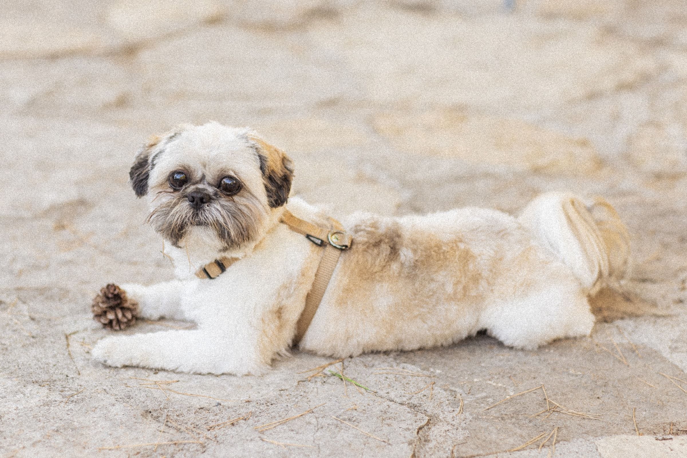 Mariage de Fiona & Paul au Manoir de l'Étang à Mougins 14