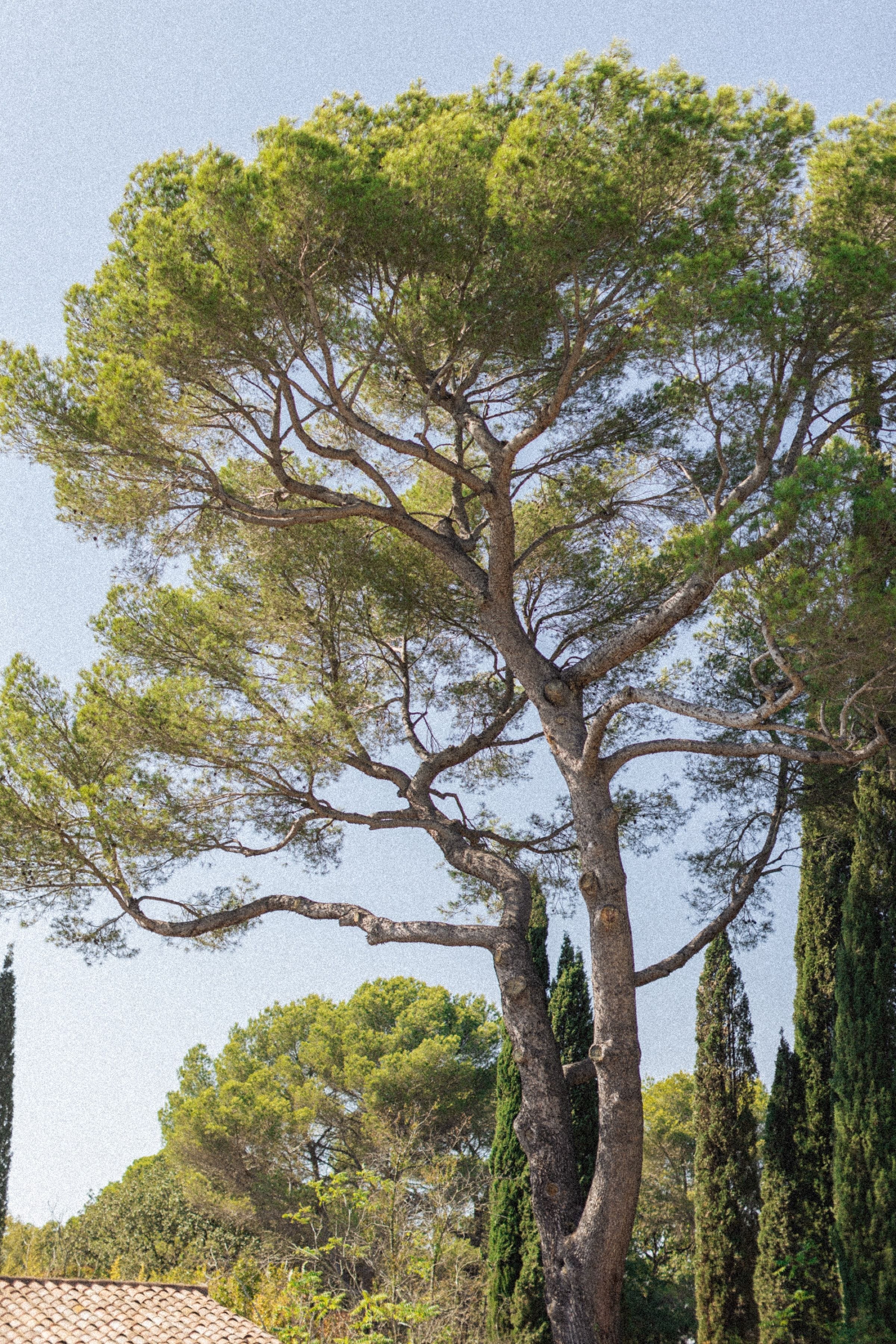 Mariage de Fiona & Paul au Manoir de l'Étang à Mougins 33