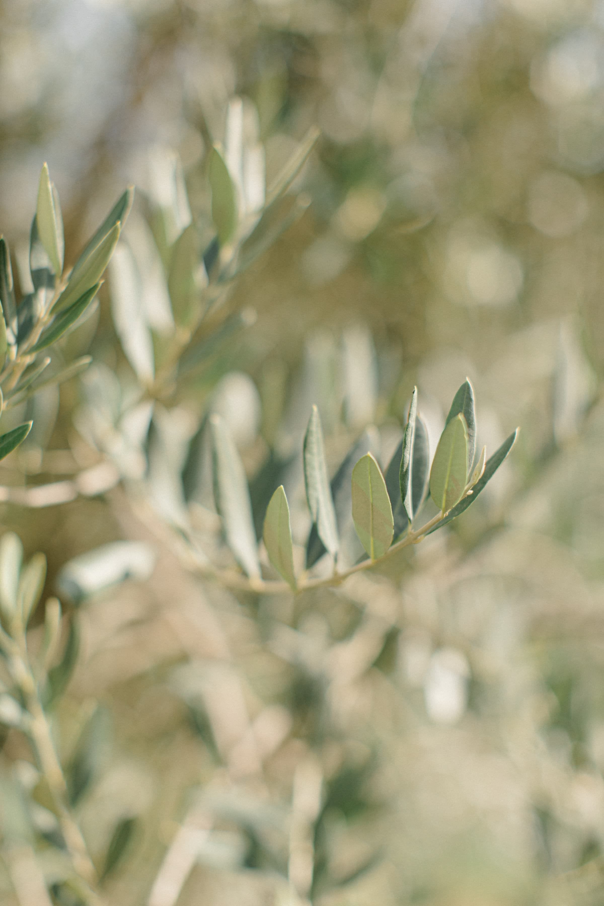 Manon & Bastien / Mariage 5