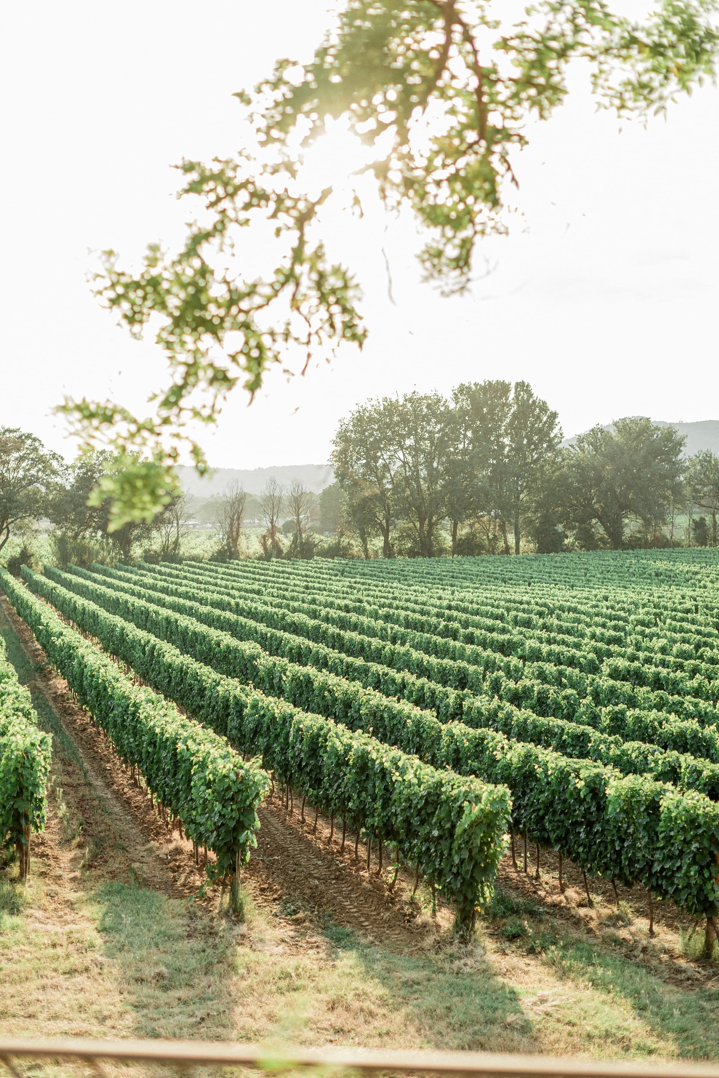 Mariage de Marina & Simon au Château Maïme dans le Var 9