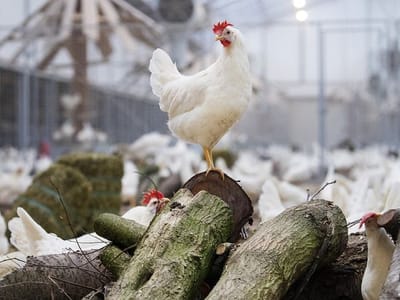 WERK Agrofood kipster 2 WEB