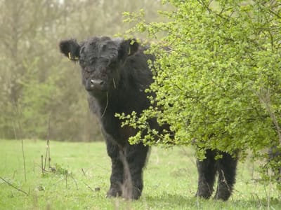 AGENDA Maascorridor limburgs landschap