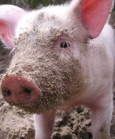 LOCATIE Kinderboerderij Hagerhof WEB Go Kids