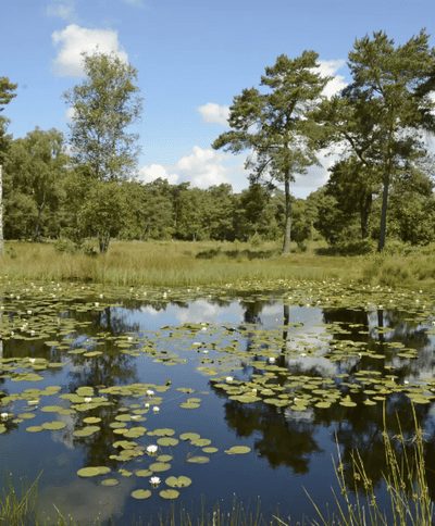 AGENDA Zomeravondwandeling Ravennen