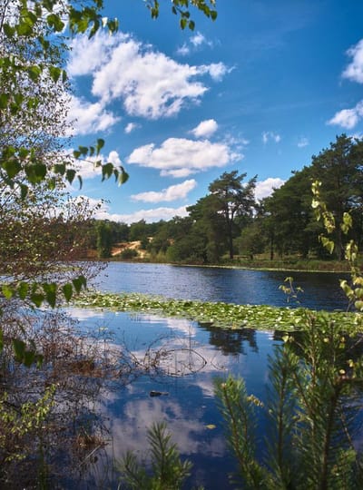 NATUUR Ravenvennen WEB Thom Spierenburg 9