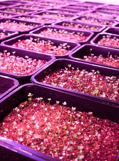 WERK Innovatie Agro Food Tech Brightlands WEB Joy Cremers 0293