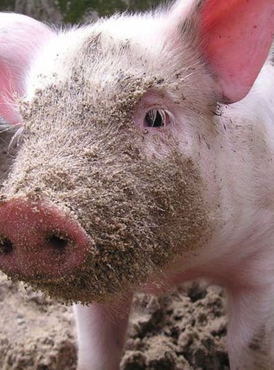 LOCATIE Kinderboerderij Hagerhof WEB Go Kids