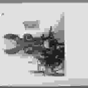 Placeholder for Hjc 1791 I