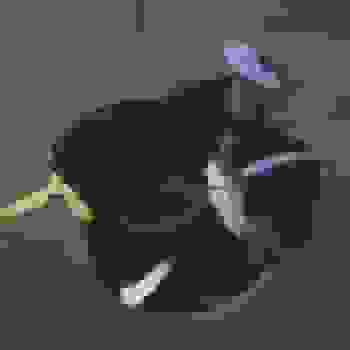 Placeholder for JC 1210
