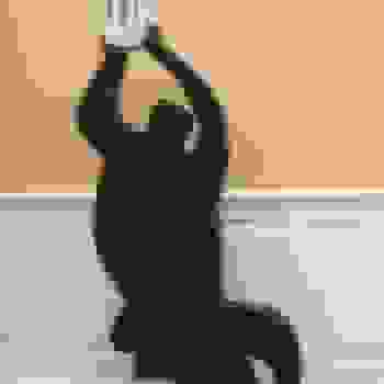 Placeholder for JC 1295
