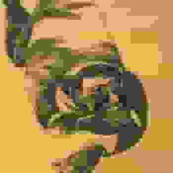 Placeholder for JC 1615