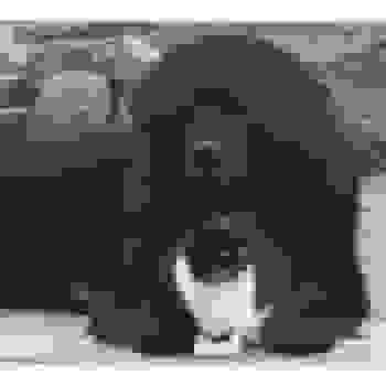 Placeholder for JC 1791 s