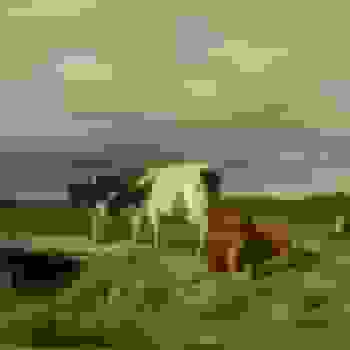 Placeholder for JC 2399 Mauve narest
