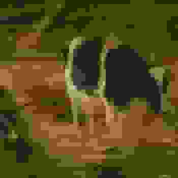 Placeholder for Jc 0419