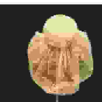 Placeholder for Jc 0758