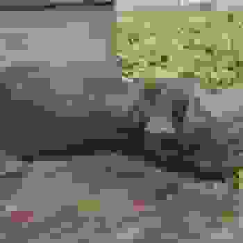 Placeholder for Jc 1292